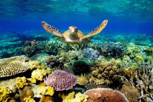 Great-Barrier-Reef-Turtle-Wallpaper